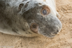 Seals-8010
