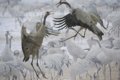 Phil Gravett - Museum Exhibition