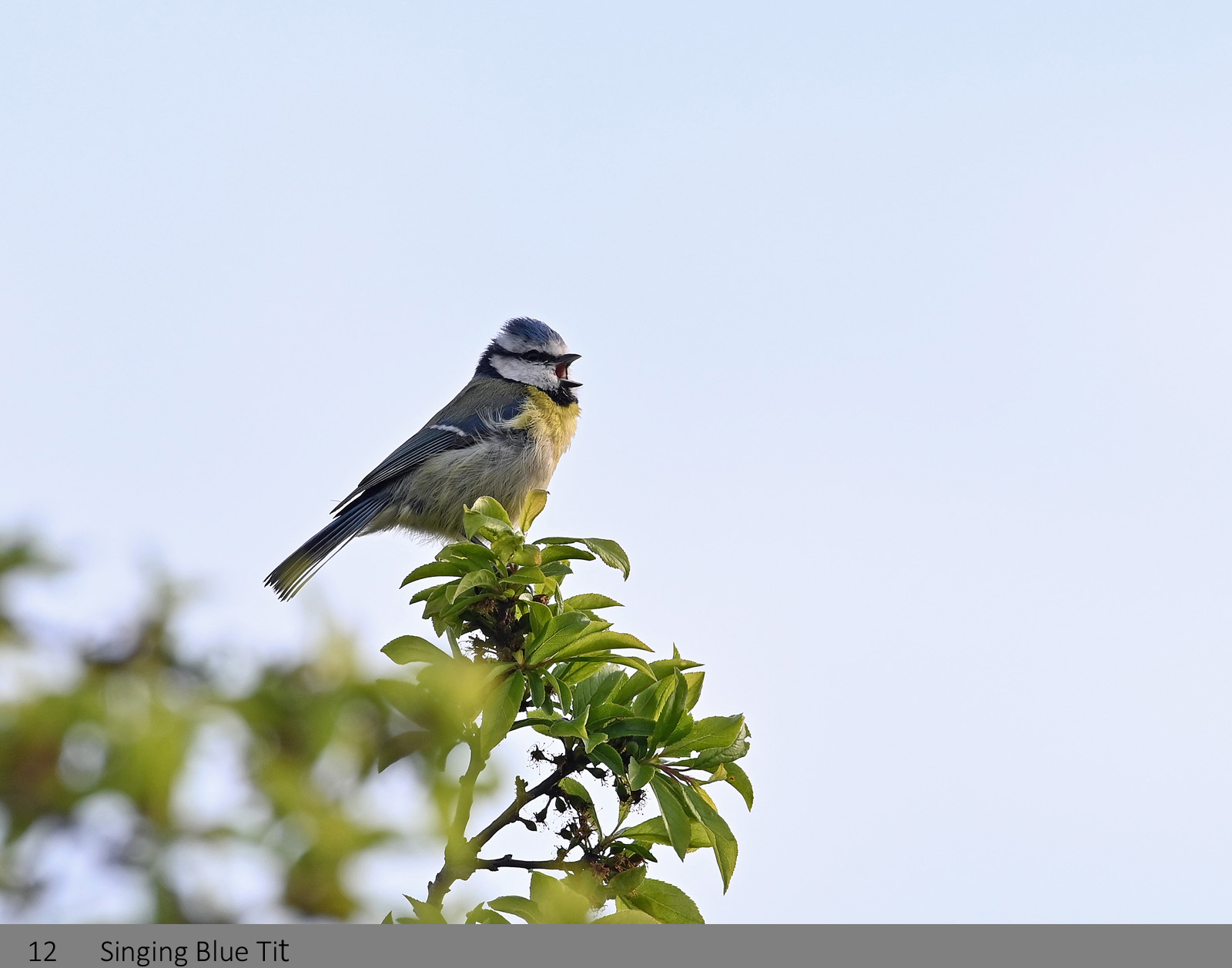 13. Singing blue tit