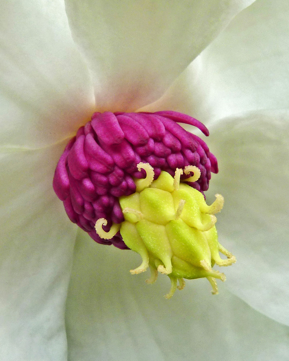 12 Wakehurst Flower MJ