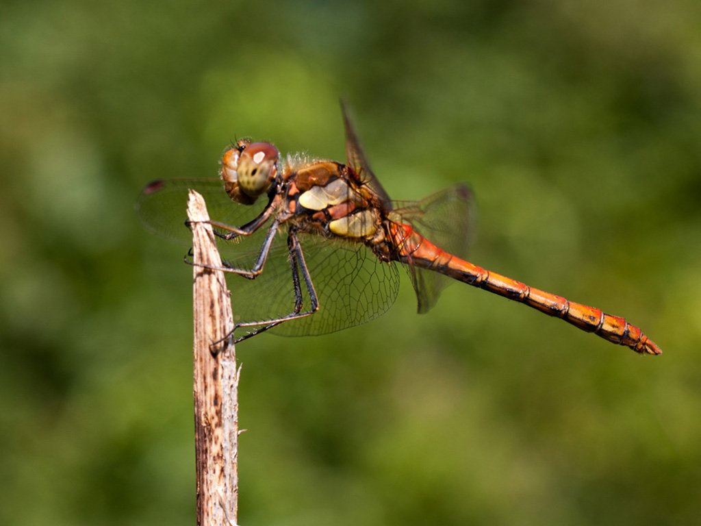 common-darter_
