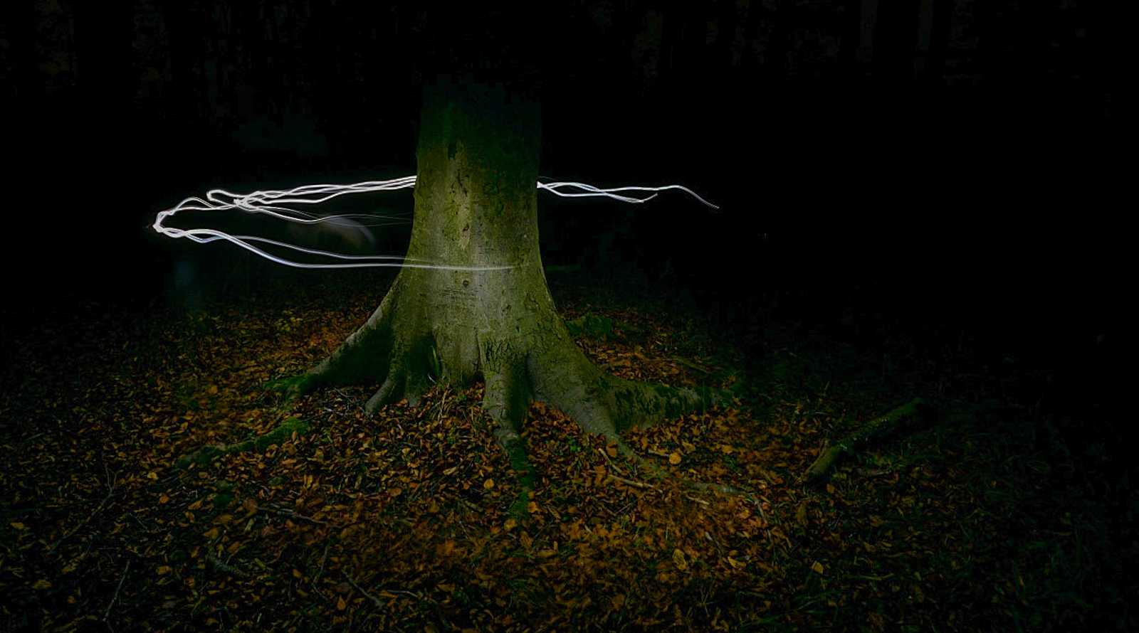 tree-2-1