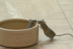 Its-a-Dogs-Dinner-Chris-Montigue-winner