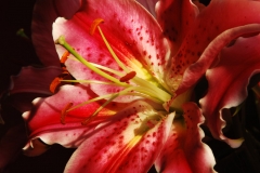 lilly