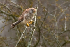 1_Looking-For-Lunch-T.-Somerwell