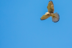 1st-Kestrel-Looking-T.-Somervell
