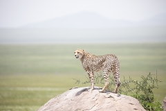 Tim Somervell- I'm the King